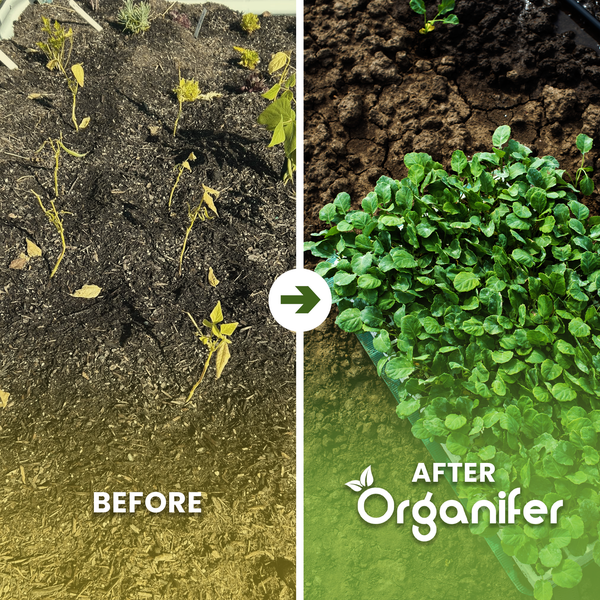 Junge Salatpflanzen in einer Reihe und eine Erbsenpflanze in dunkler Gartenerde. Organifer Logo.