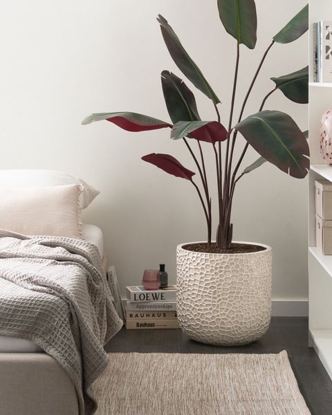 Dekorative Innenszene mit einem grossblättrigen Zierbaum in einem Keramiktopf neben einem Bett und einem Teppich