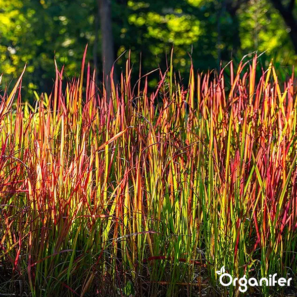 Japanisches Blutgras Imperata cylindrica Red Baron, Ziergras mit aufrechten Blättern und roten Spitzen, Organifer Logo.