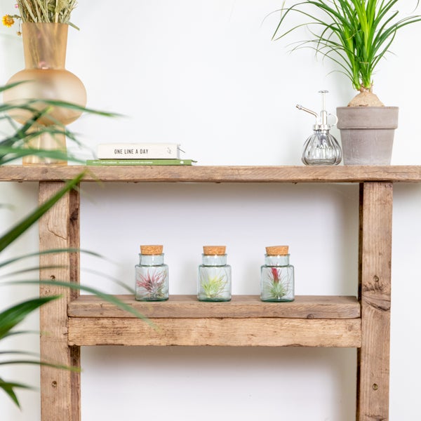 Bloomique - 3er Mix - Tillandsia im Glas - Tillandsien - Luftpflanzen Echt - Sehr Pflegeleicht - Höhe 12 cm