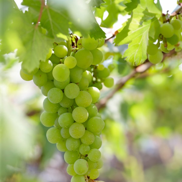 Bloomique - Vitis Vinifera 'Vroege van der Laan' - Traubenpflanze - Weiße Trauben - Obstpflanzen - Gartenpflanzen - Winterhart - ⌀14 cm - Höhe 60-70 cm