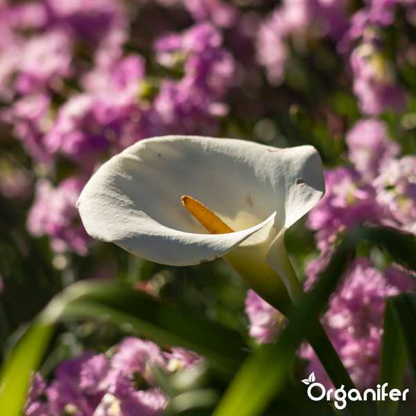Nahaufnahme einer weißen Calla-Blüte mit gelbem Blütenkolben im Garten, Organifer Logo.