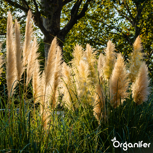 Pampasgras mit großen, federartigen Blütenwedeln und langen, schmalen Blättern in einem hellen Garten. Organifer Logo.