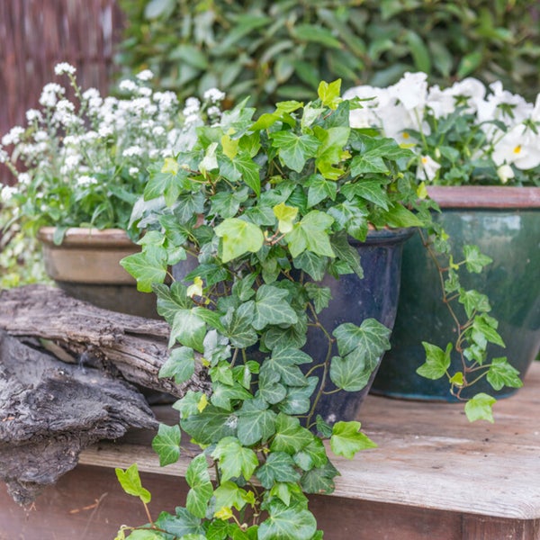 Bloomique - 2er-Set - Hedera Helix - Kleinblättriger Efeu - Immergrün - Kletterpflanzen - Gartenpflanzen - Winterhart - Topf 15 cm - 70-80 cm hoch