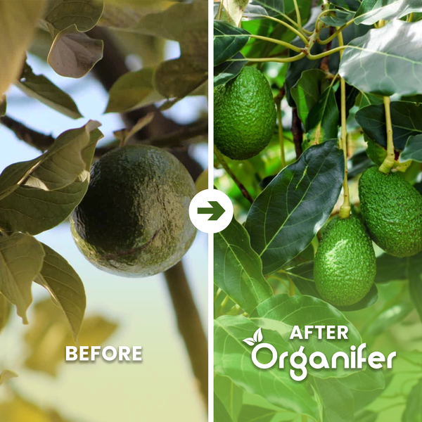 Vorher-Nachher-Vergleich des Avocadowachstums mit Organifer Dünger. Links eine Frucht, rechts mehrere Früchte und kräftiges Blattwerk.