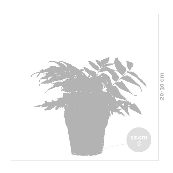 Bloomique - 3er Set - Farne Winterhart für Garten - Gartenpflanze - Immergrün - Stauden - Höhe 20-30 cm - Topf 12 cm