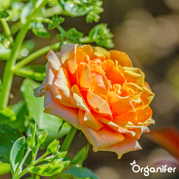 Blühende orange Rose mit Wassertropfen auf den Blütenblättern und Organifer Logo.