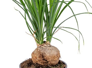 Beaucarnea nolina 'Recurvata' - Elefantenfuß - Pflegeleicht - ⌀12 - ↕30 cm