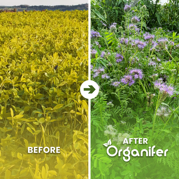 Vorher-Nachher-Vergleich des Pflanzenwachstums mit Organifer Dünger zeigt die Entwicklung von spärlicher zu dichter und blühender Vegetation.