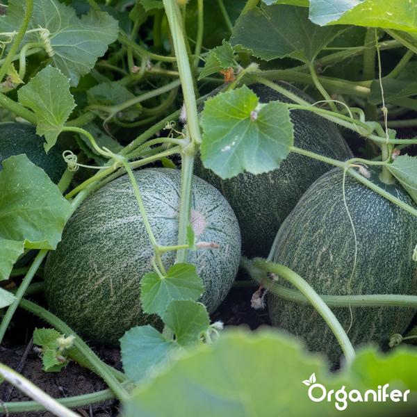Wachsende Melonen an Ranken mit Blättern in einem hellen Garten, Organifer Logo.