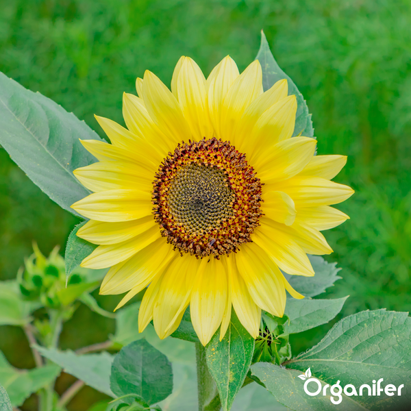 Nahaufnahme einer blühenden Sonnenblume mit gelben Blütenblättern, dunkler Mitte und grünen Blättern, Organifer Logo.