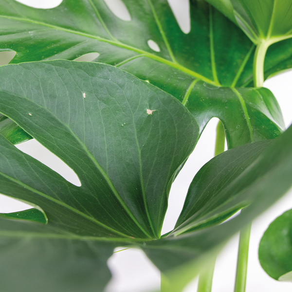 Bloomique - Monstera Deliciosa - Fensterblatt - Zimmerpflanzen - Pflegeleicht - Luftreinigend - Höhe 70-80 cm - Mit Rattan Korb 21 cm
