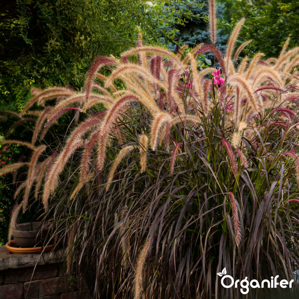 Lampenputzergras Pennisetum mit dunklen Blättern und hellen, bogenförmigen Blütenständen im Garten. Organifer Logo.