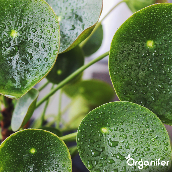 Nahaufnahme von Pilea peperomioides Blättern mit Wassertropfen und Organifer Logo.