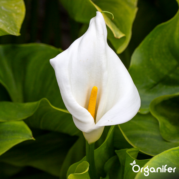 Weiße Zantedeschia-Blüte mit gelbem Kolben, grünen Blättern und Organifer Logo.