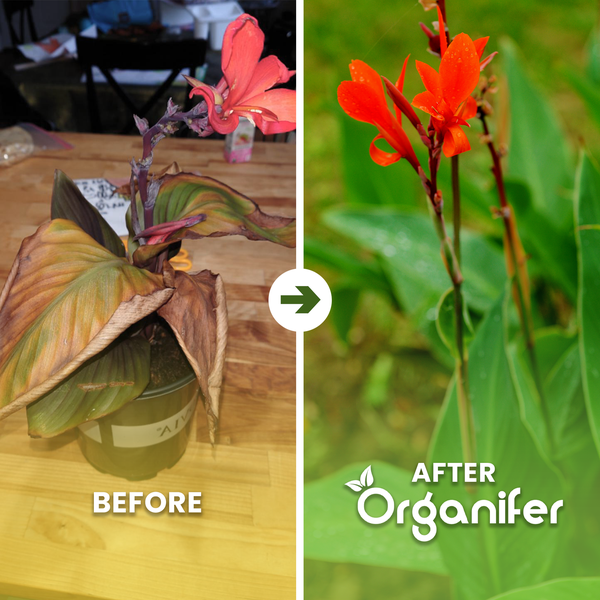 Vorher-Nachher-Vergleich einer Canna-Pflanze: links welk und trocken, rechts gesund und blühend nach Anwendung von Organifer. Organifer Logo.