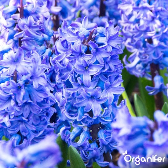 Nahaufnahme von Hyazinthenblüten