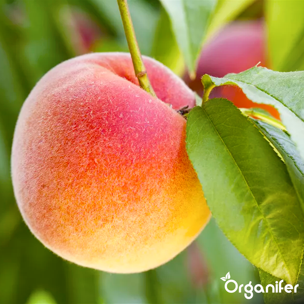 Reifer orange-roter Pfirsich an einem Baum mit Blättern. Organifer Logo.
