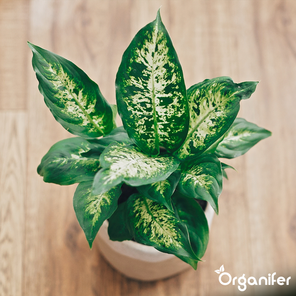 Dieffenbachia Zimmerpflanze mit gemusterten Blättern in einem runden Topf auf einem Holzboden. Organifer Logo.