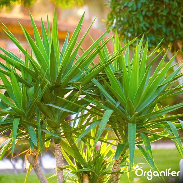 Zwei Yucca-Pflanzen mit spitzen grünen Blättern in einem hellen Garten. Organifer Logo.