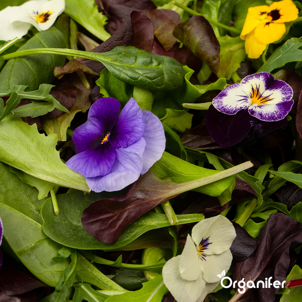 Essbare Blumen Saatgutpaket - 11 Arten - Organifer