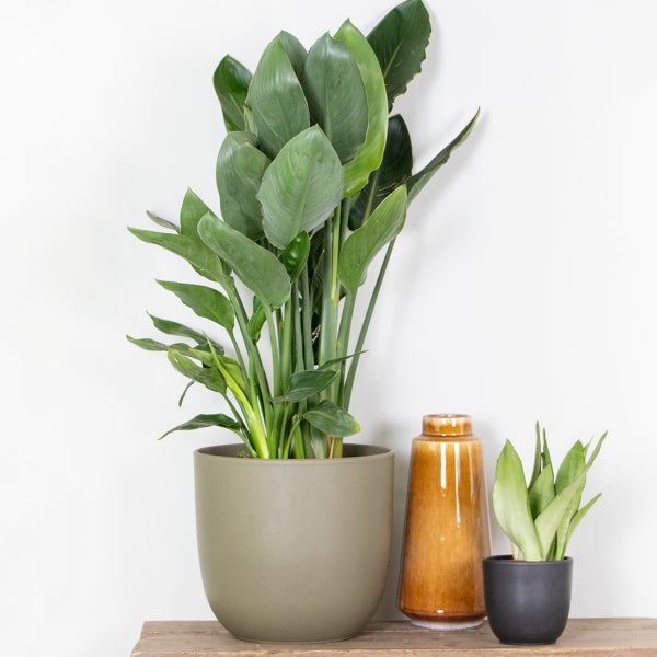 Bloomique - Strelitzia Reginae - Paradiesvogelpflanze - Paradiesvogelblume - Zimmerpflanzen Groß - Luftreinigend - Pflegeleicht - Höhe 80-100 cm - Topf 24 cm