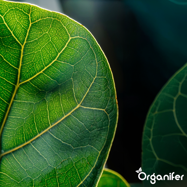Ficus lyrata Geigenfeige mit großen Blättern im Topf auf einer Holzarbeitsplatte in einer hellen Küche mit Organifer Logo.