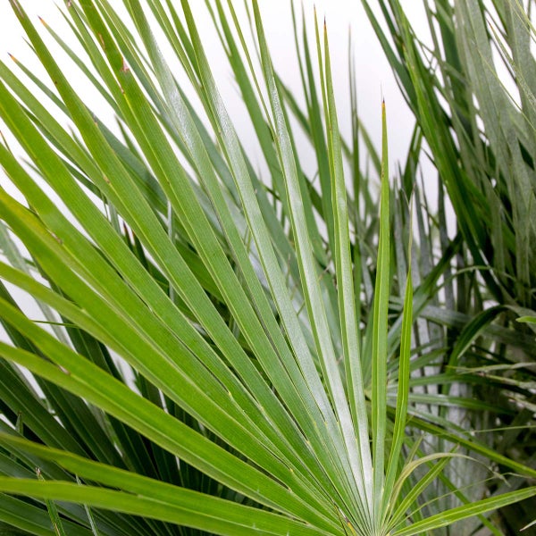 Bloomique - 2er Set - Chamaerops Humilis - Europäische Zwergpalme - Palmen Winterhart Draußen - Höhe 60-70 cm - Topf 19 cm