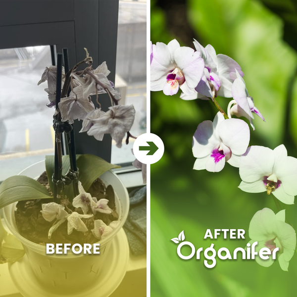 Orchidee mit gelben Blüten, pinkfarbener Mitte und Blütenknospen sowie Organifer Logo.
