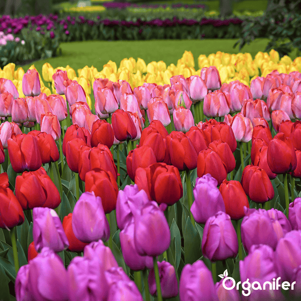 50 Tulpenzwiebeln - 5 farbenfrohe Sorten (XXL-Zwiebelgröße 12 cm/+) - Organifer