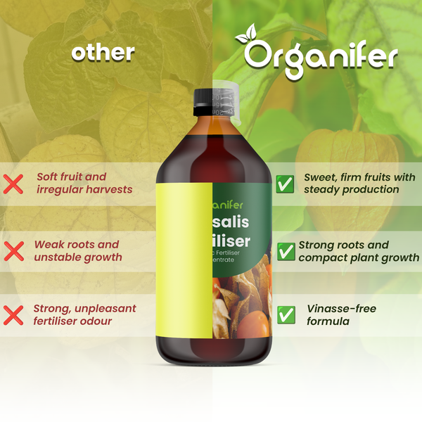 Organifer Physalis Dünger Vergleich: süße Früchte, stetige Ernte, starke Wurzeln, kompaktes Wachstum und Vinasse-freie Formel.