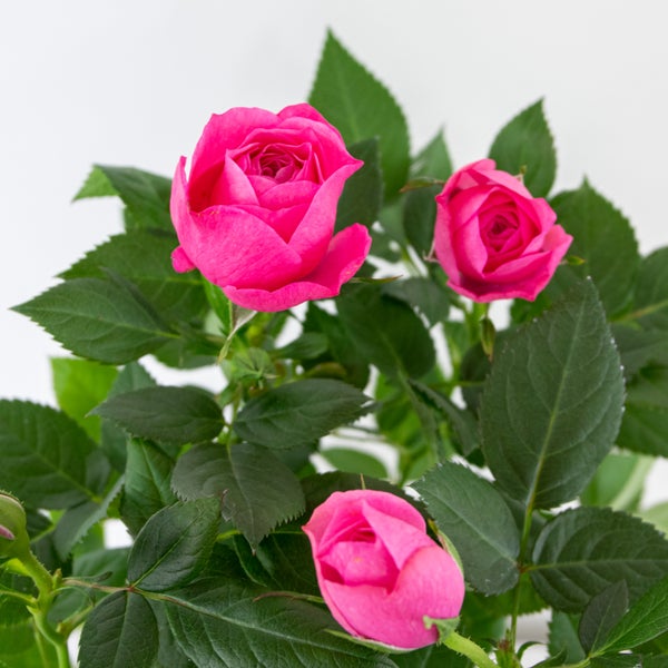 Bloomique - 3er-Set - Topfrosen Rosa - Für drinnen und draußen geeignet - Zimmerpflanzen - Gartenpflanzen - Terrassenpflanzen - Winterhart - 20-30 cm Hoch - Topf 12 cm