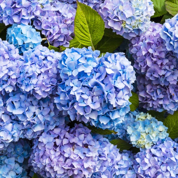 3x Hydrangea Macrophylla 'Early Blue' - Hortensie - Strauch - Winterherz – ⌀14 cm - ↕30-40 cm
