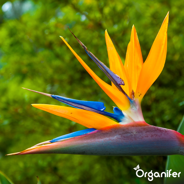 Nahaufnahme einer blühenden Strelitzie, Paradiesvogelblume, in Orange und Blau mit Organifer Logo.