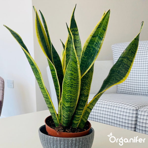 Bogenhanf Sansevieria Laurentii in einem Übertopf auf einem Tisch in einem hellen Wohnzimmer. Organifer Logo.