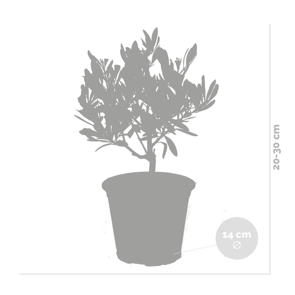 Bloomique - 2er Set - Olea Europaea - Olivenbaum Echt - Gartenpflanzen Winterhart - Höhe 20-30 cm - Topf 14 cm