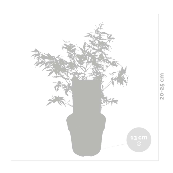 Bloomique - Acer Palmatum Butterfly - Japanischer Ahorn - Buntes Laub - Gartenpflanzen - Winterhart - 40-50 cm Hoch - Topf 15 cm