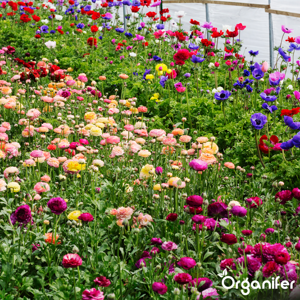 Üppiges Blumenfeld mit blühenden Ranunkeln und Anemonen im Gewächshaus, Organifer Logo.