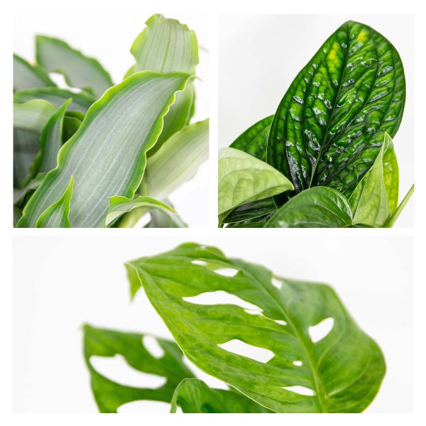 3x Botanischer Zimmerpflanzen-Mix – Epipremnum – Monstera-Affe – Murdannia – ⌀12 cm – ↕20-25 cm