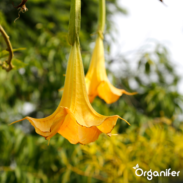 Nahaufnahme von orangefarbenen trompetenförmigen Blüten an einem Zweig mit grünen Blättern. Organifer Logo.