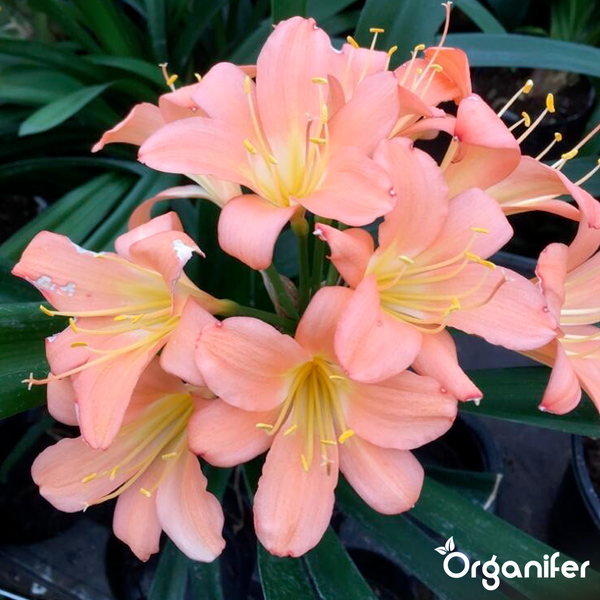 Blühende Clivia miniata mit orangefarbenen trichterförmigen Blüten und dunkelgrünen Blättern. Organifer Logo.