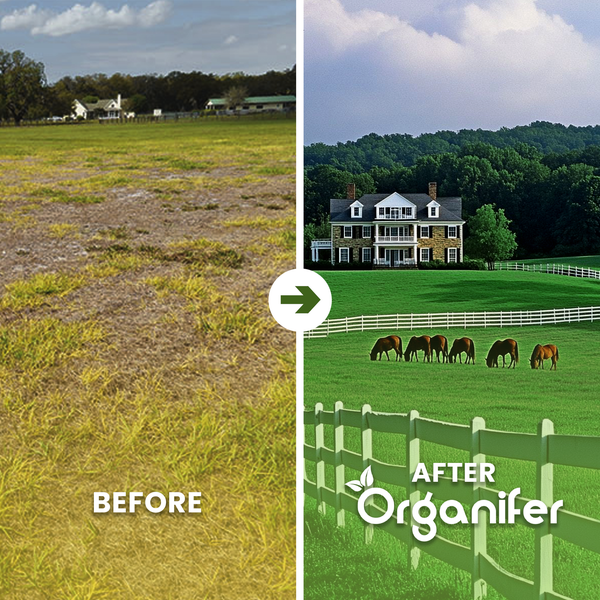 Vorher-Nachher-Vergleich einer Weide mit Organifer Dünger: von trockenem Gras zu einer dichten Wiese mit Pferden. Organifer Logo.