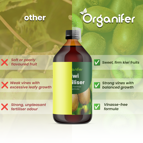In Scheiben geschnittene Kiwis mit Organifer Logo.