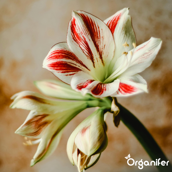 Blühende Amaryllis mit rot-weiß gestreiften Blütenblättern, Knospen und grünem Stängel. Organifer Logo.