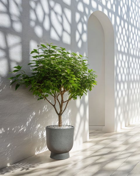 Dekorativer Strauch in einem Pflanzgefäß neben einem weißen Torbogen und einer Wand