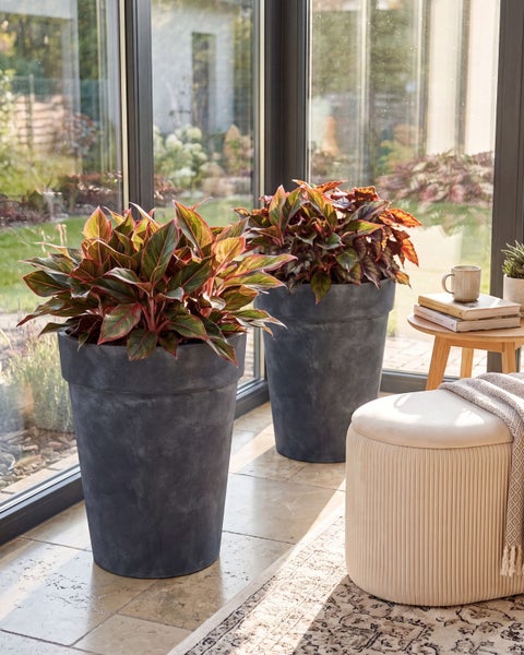 Zwei große, runde Pflanzkübel in Betonoptik mit üppigen Aglaonema Pflanzen in einem hellen, lichtdurchfluteten Wintergarten mit Sitzmöbeln.