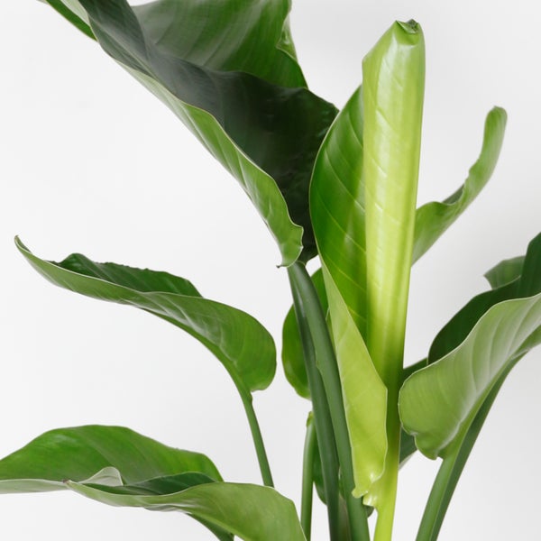 Bloomique - Strelitzia Nicolai - Strelitzie Pflanze - Paradiesvogel Pflanze - Paradiesvogelblume - Zimmerpflanzen Groß - Grünpflanzen Luftreinigend - Höhe 70-80 cm - Topf 17 cm