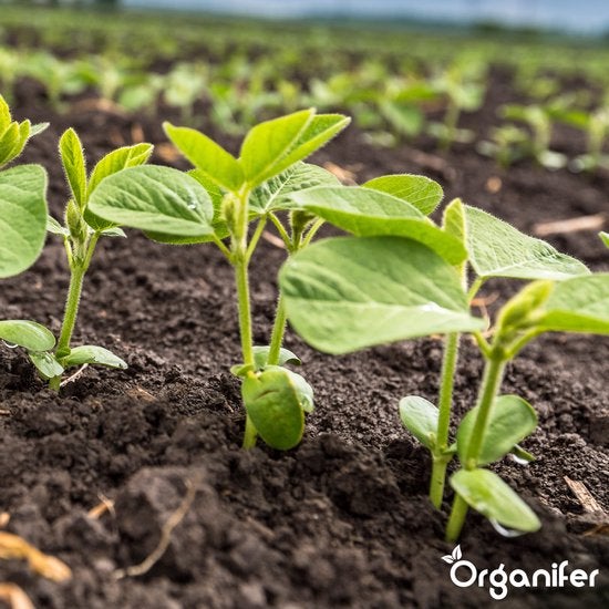 Junge Sojapflanzen im Ackerboden