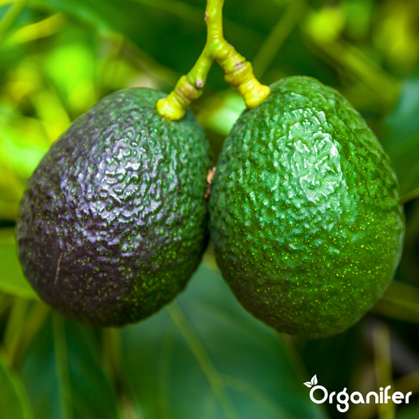 Zwei Avocados hängen an einem Zweig eines Avocadobaums. Organifer Logo.