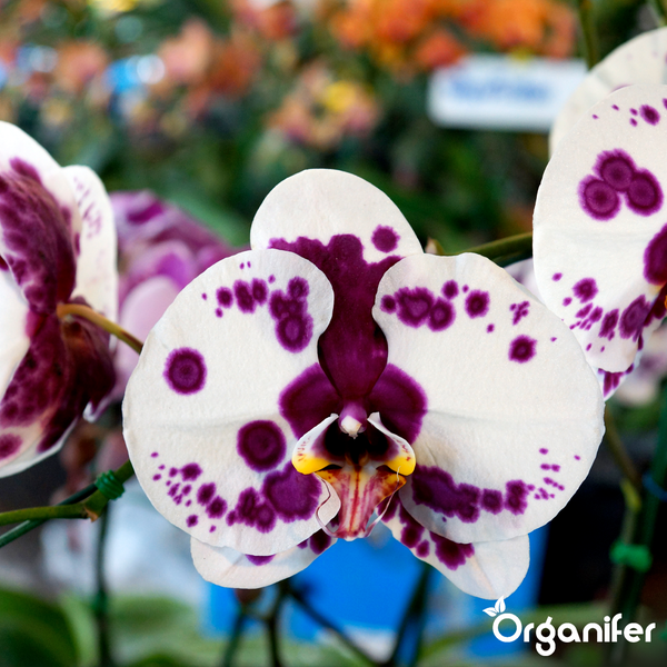 Phalaenopsis Orchidee mit weiß-violett gepunkteten Blüten. Organifer Logo.